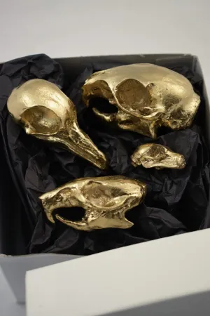 4 Urban Neighbors Gift Box