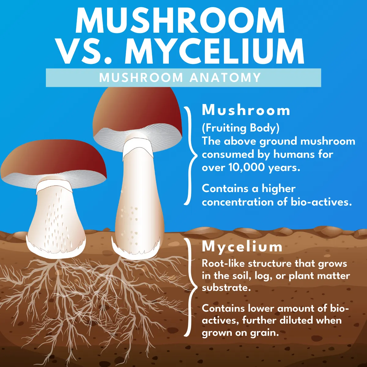 Bold Mushroom Supreme 7