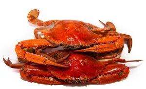 Cooked Blue Swimmer Crabs Each