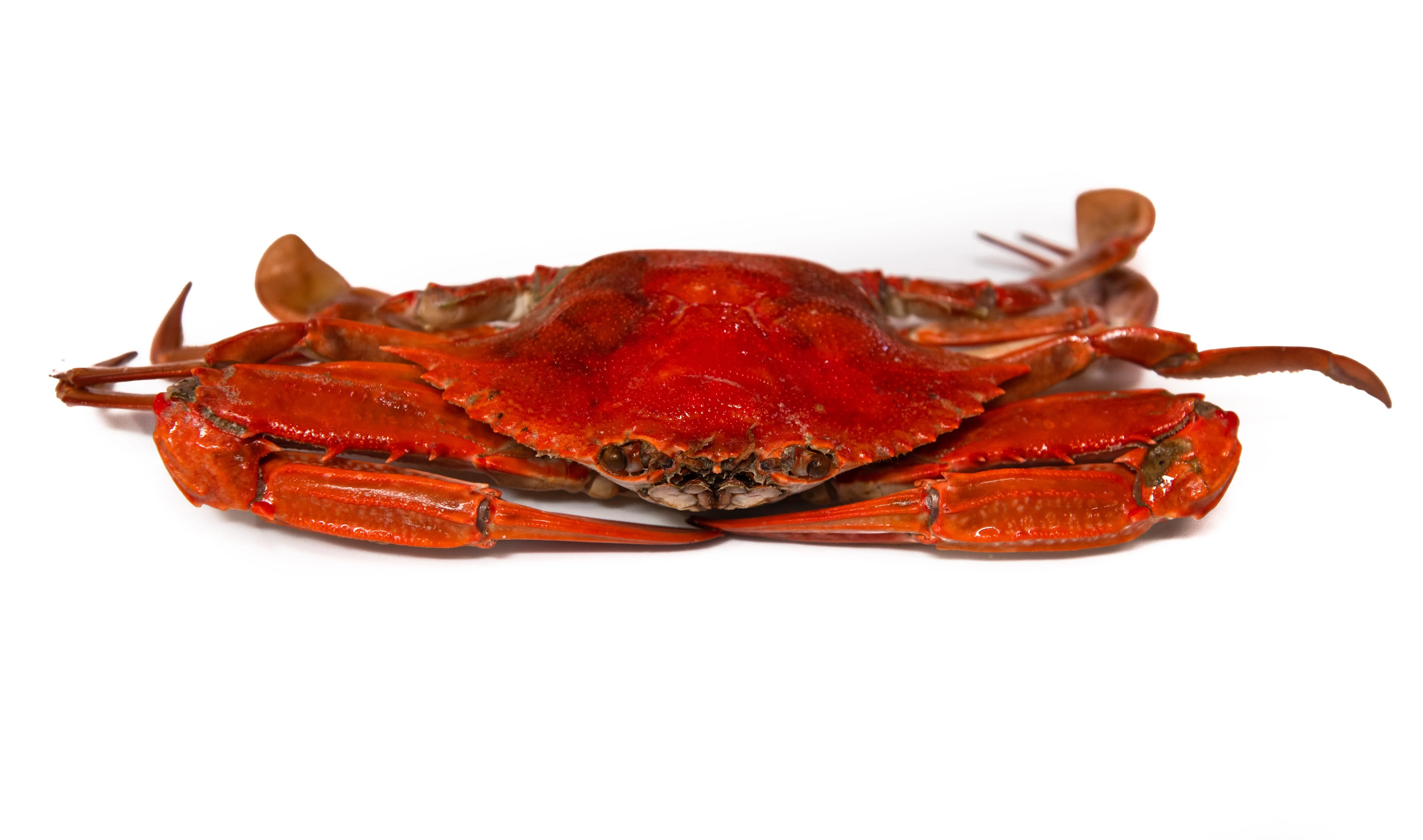 Cooked Blue Swimmer Crabs Each