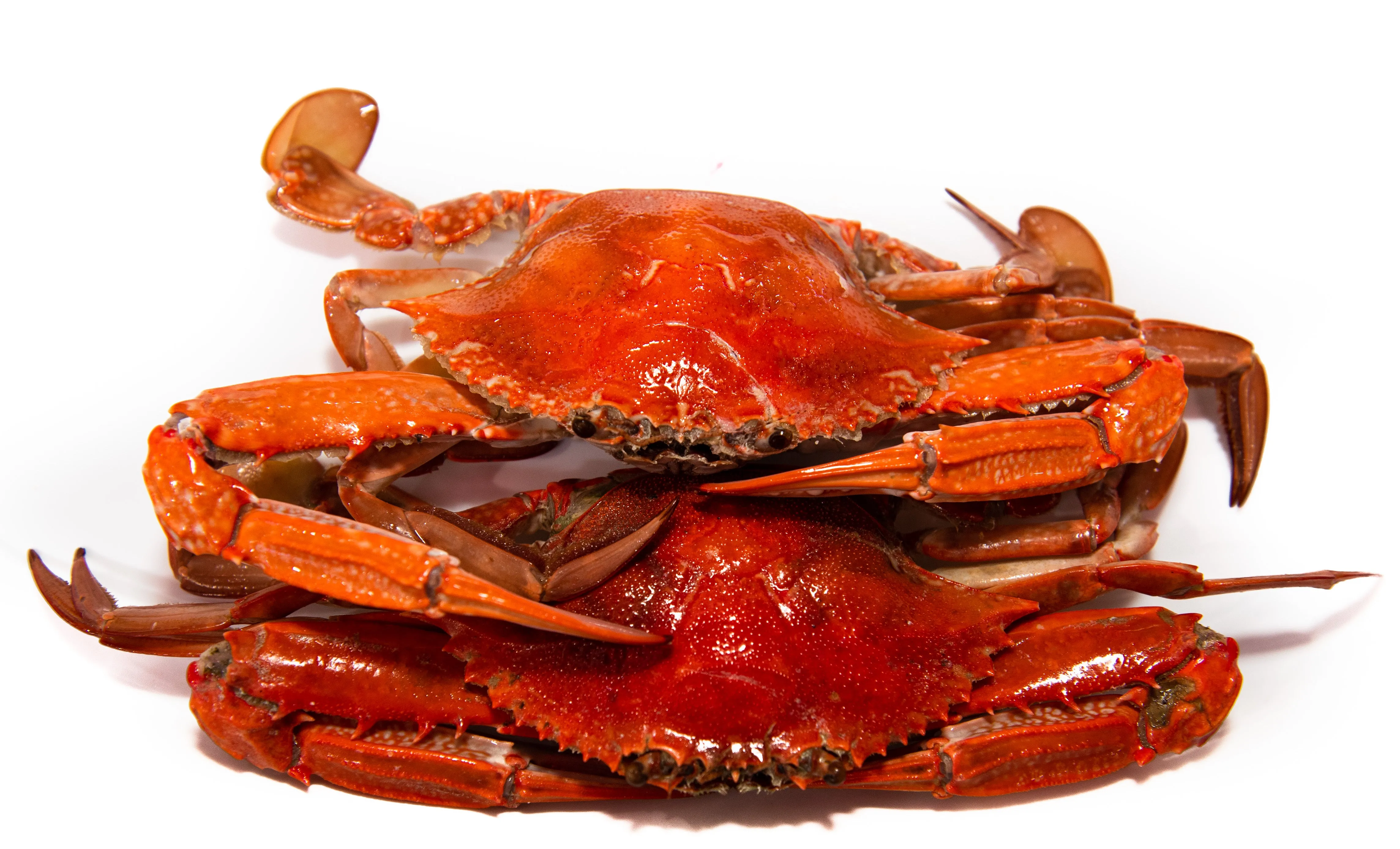 Cooked Blue Swimmer Crabs Each