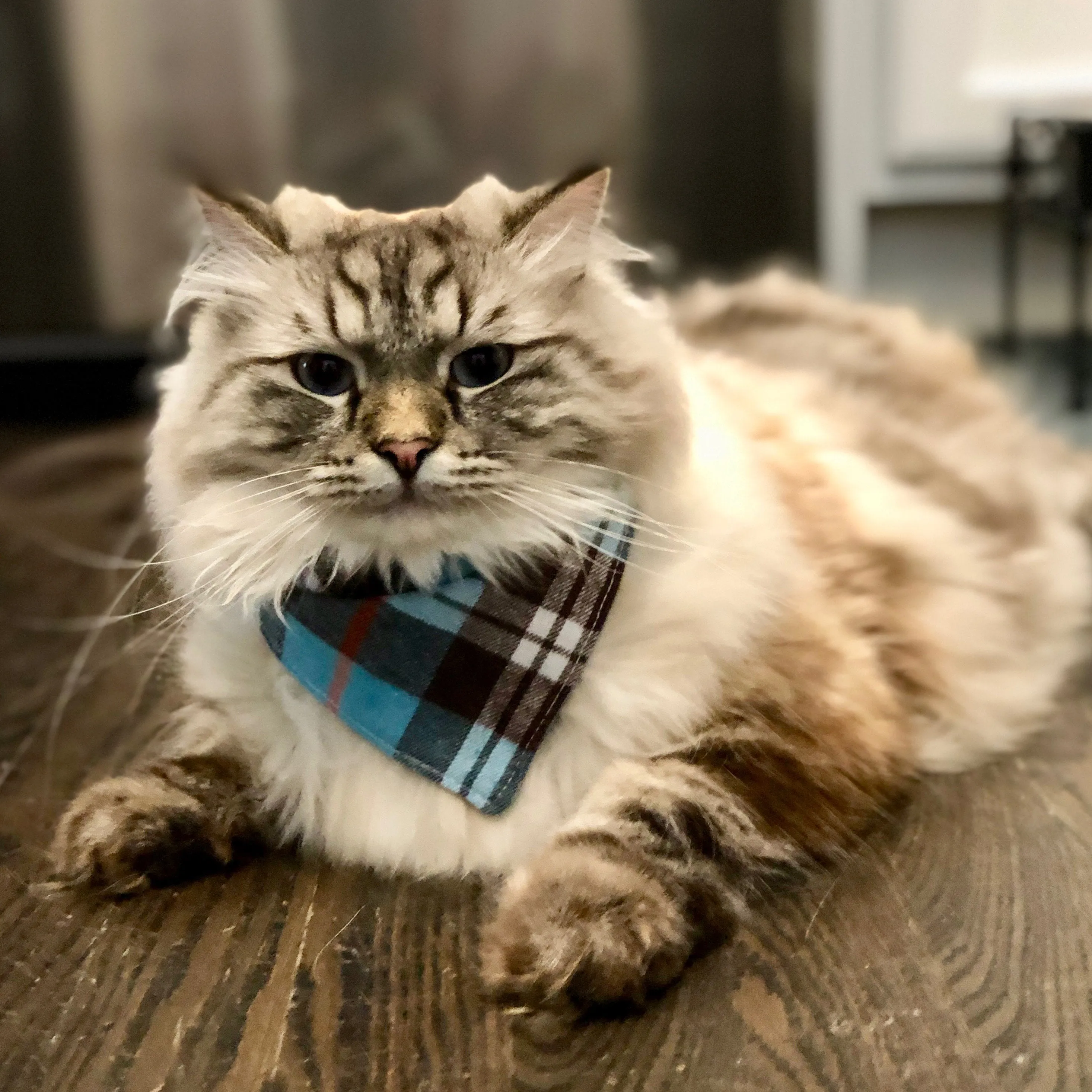 Dog Bandanas - Buffalo Checked Flannel