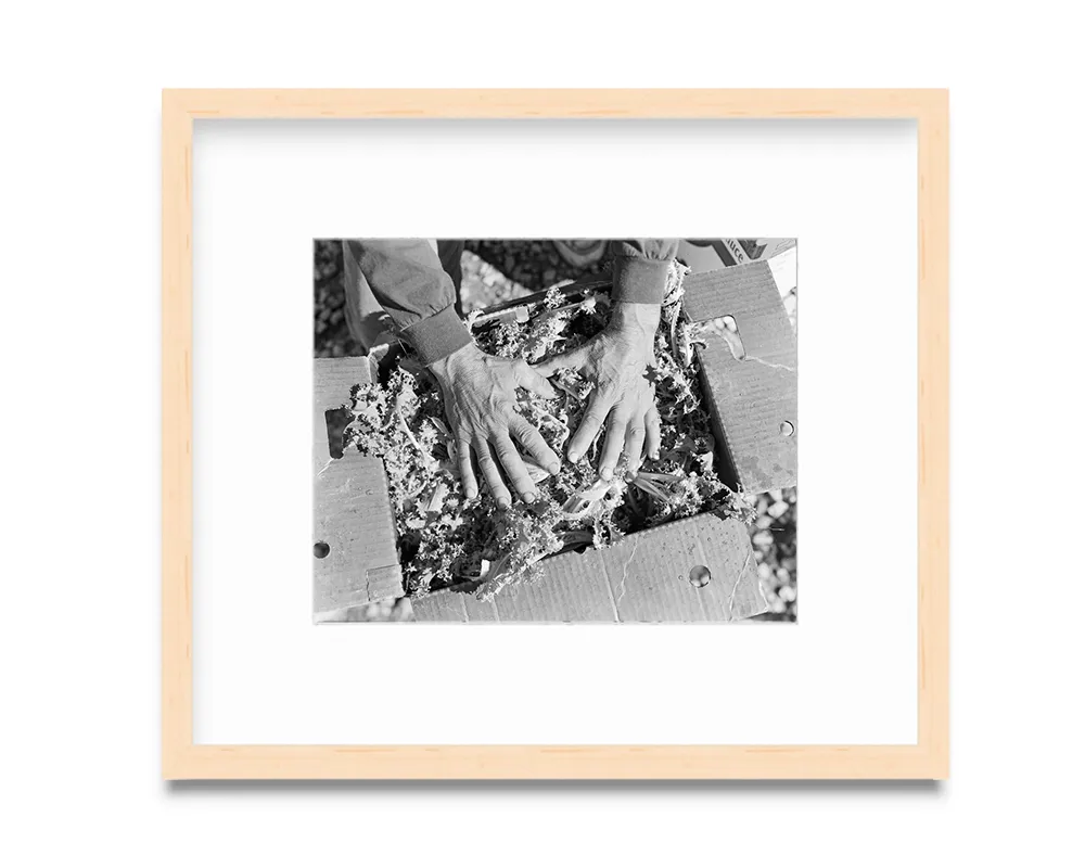 Endive for the primates at the Cleveland Zoo, 2013. From the series Urban Farms