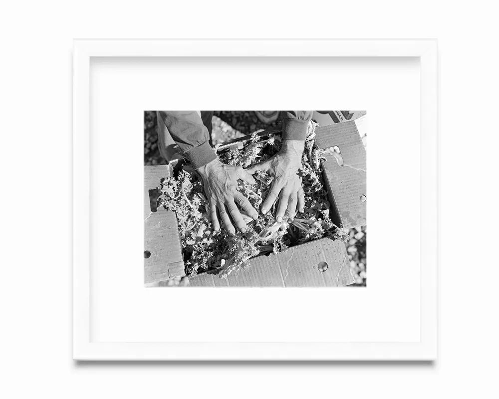 Endive for the primates at the Cleveland Zoo, 2013. From the series Urban Farms