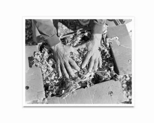 Endive for the primates at the Cleveland Zoo, 2013. From the series Urban Farms