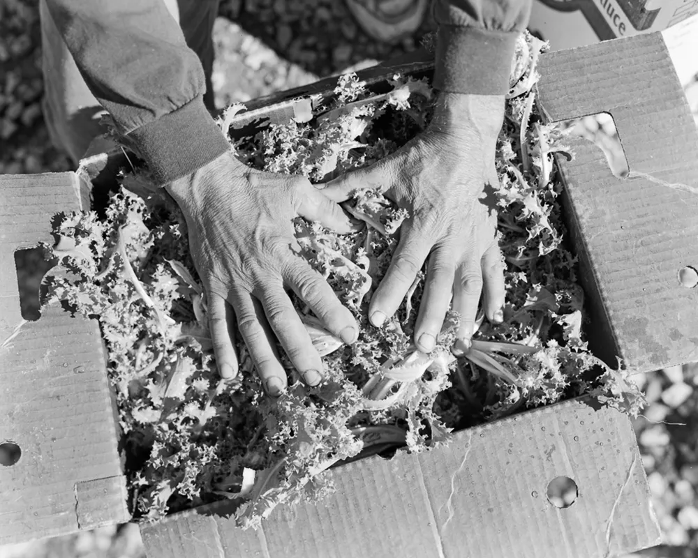 Endive for the primates at the Cleveland Zoo, 2013. From the series Urban Farms