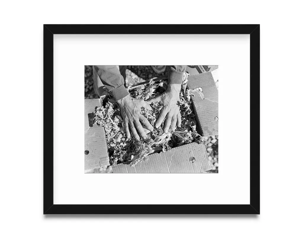 Endive for the primates at the Cleveland Zoo, 2013. From the series Urban Farms