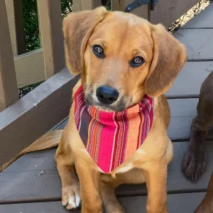 Hand woven Dog Bandana | Berry Jubilee