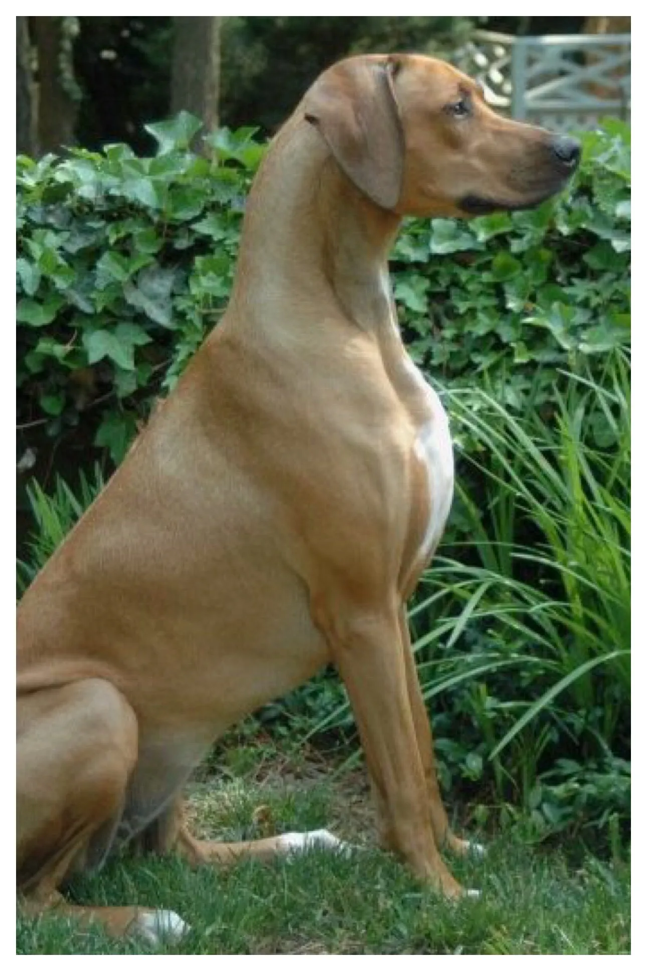Liberty - Rhodesian Ridgeback