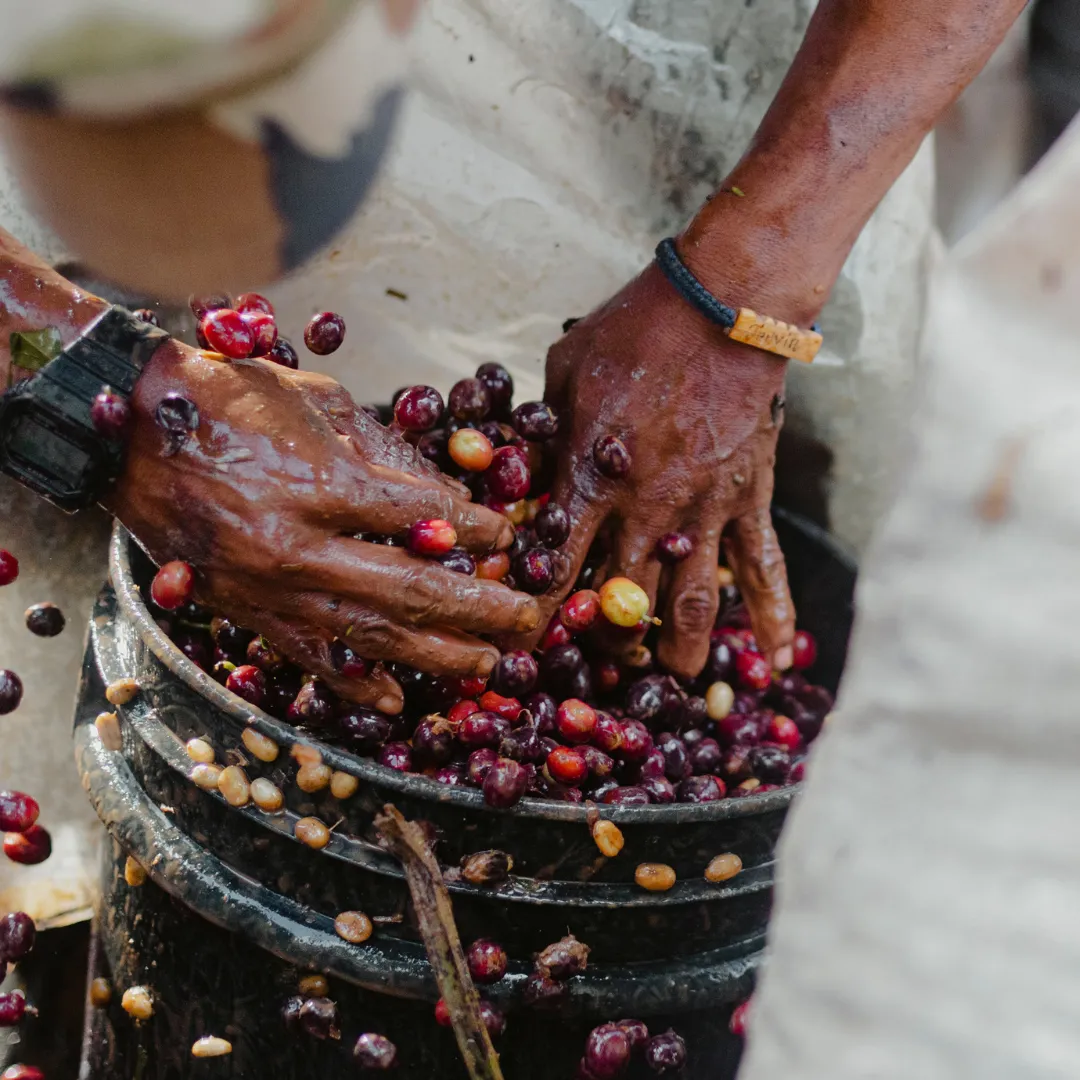 Nicaragua - Parainema Natural [Espresso]