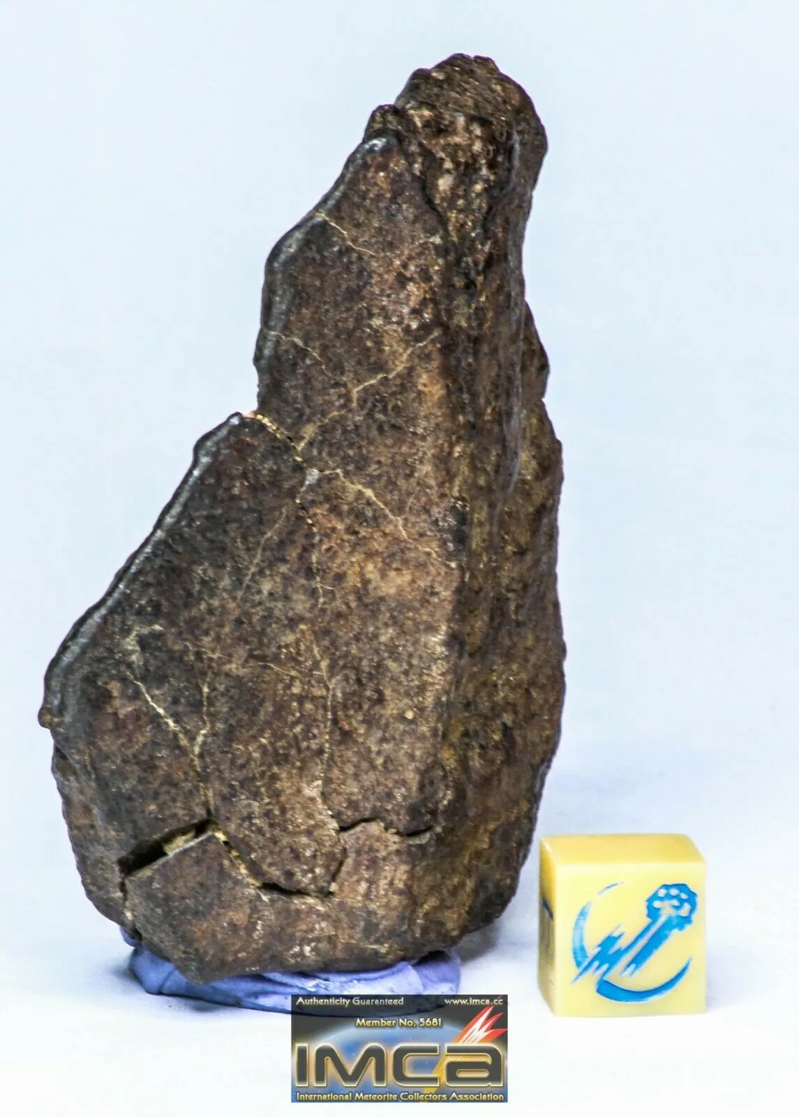 Order Adam Winter. Trilobites   Meteorites