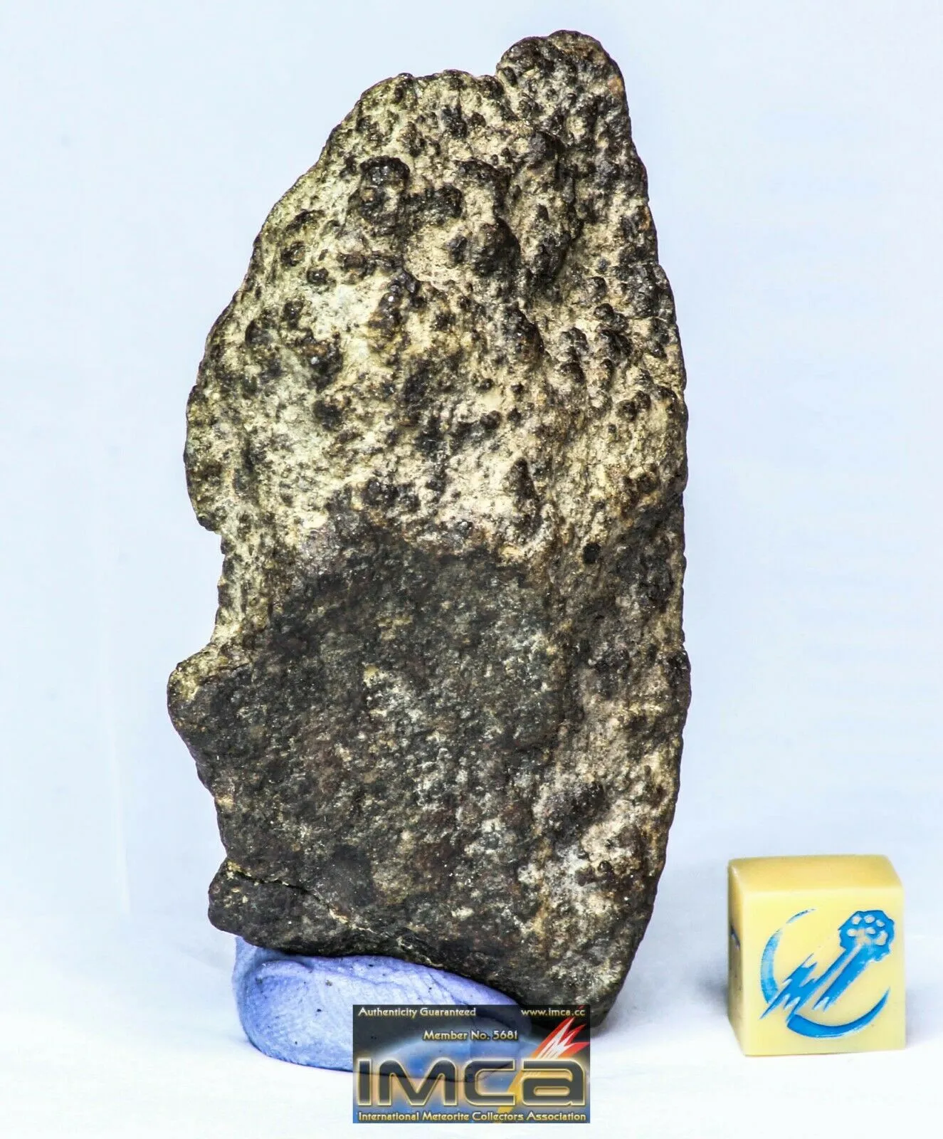 Order Adam Winter. Trilobites   Meteorites