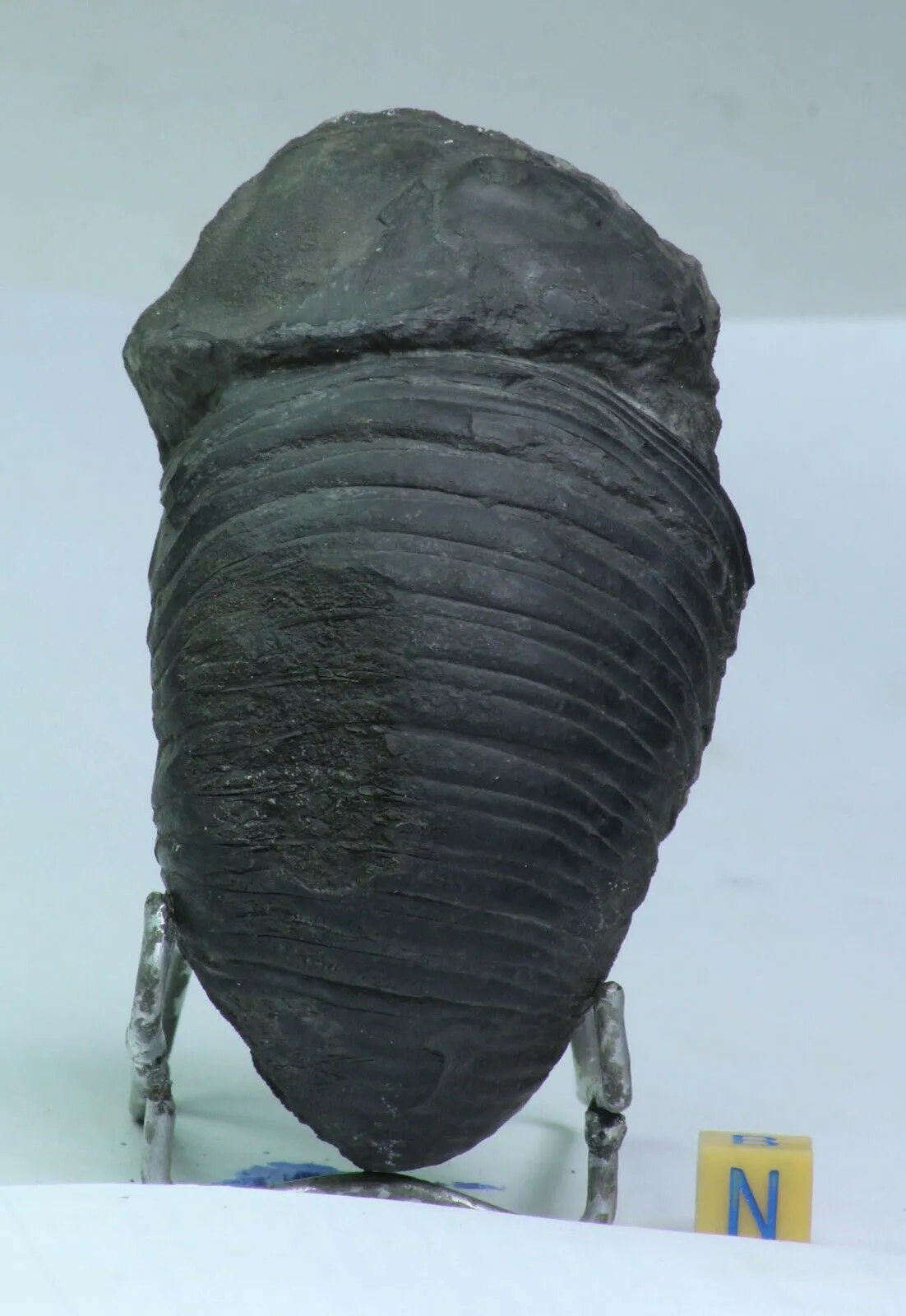 Order Adam Winter. Trilobites   Meteorites
