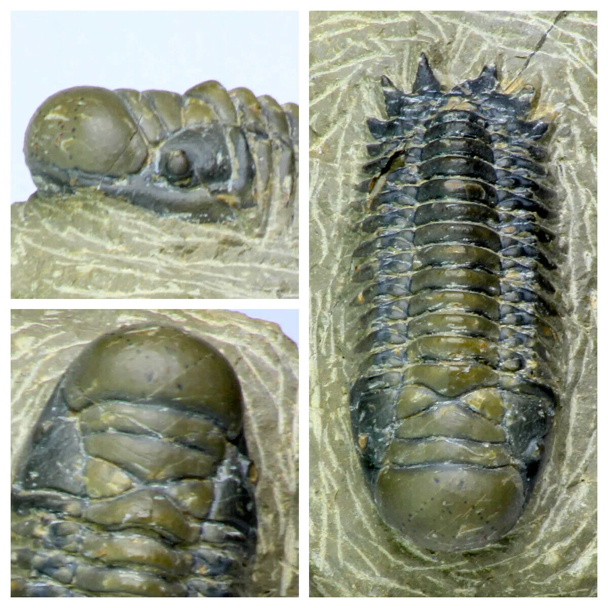 Order Adam Winter. Trilobites   Meteorites
