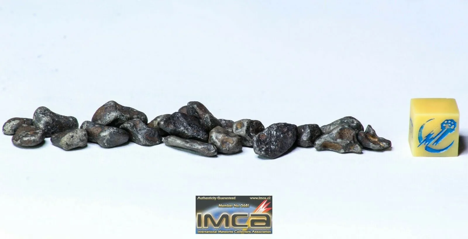 Order Adam Winter. Trilobites   Meteorites