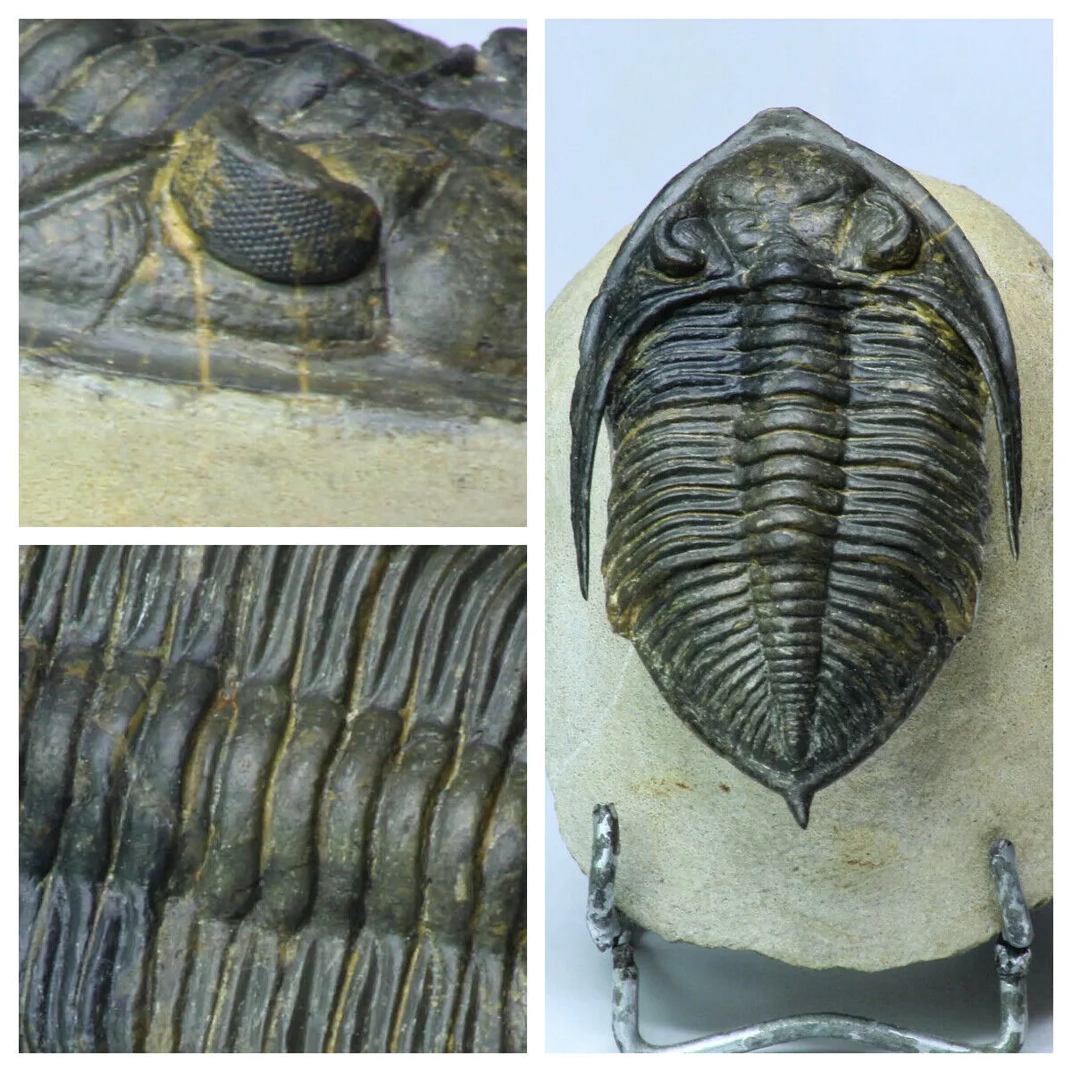 Order Adam Winter. Trilobites   Meteorites