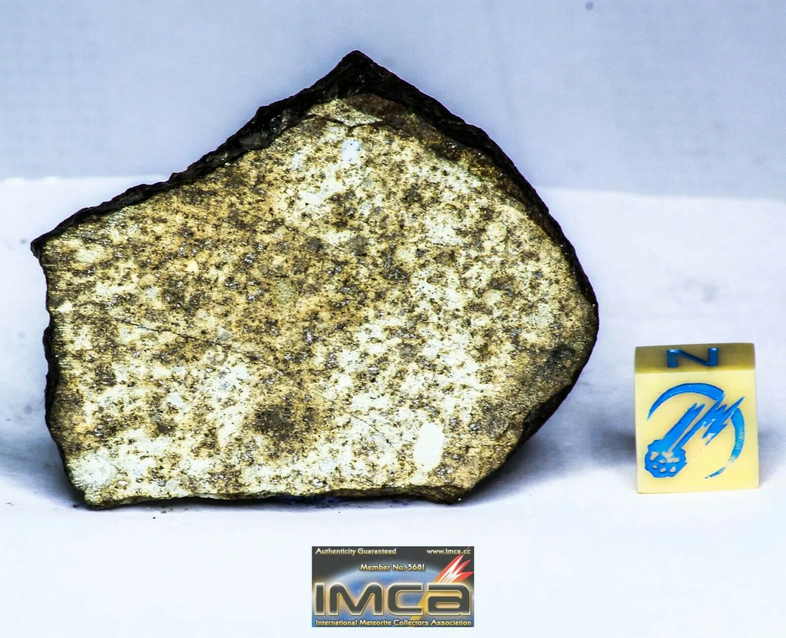 Order Adam Winter. Trilobites   Meteorites