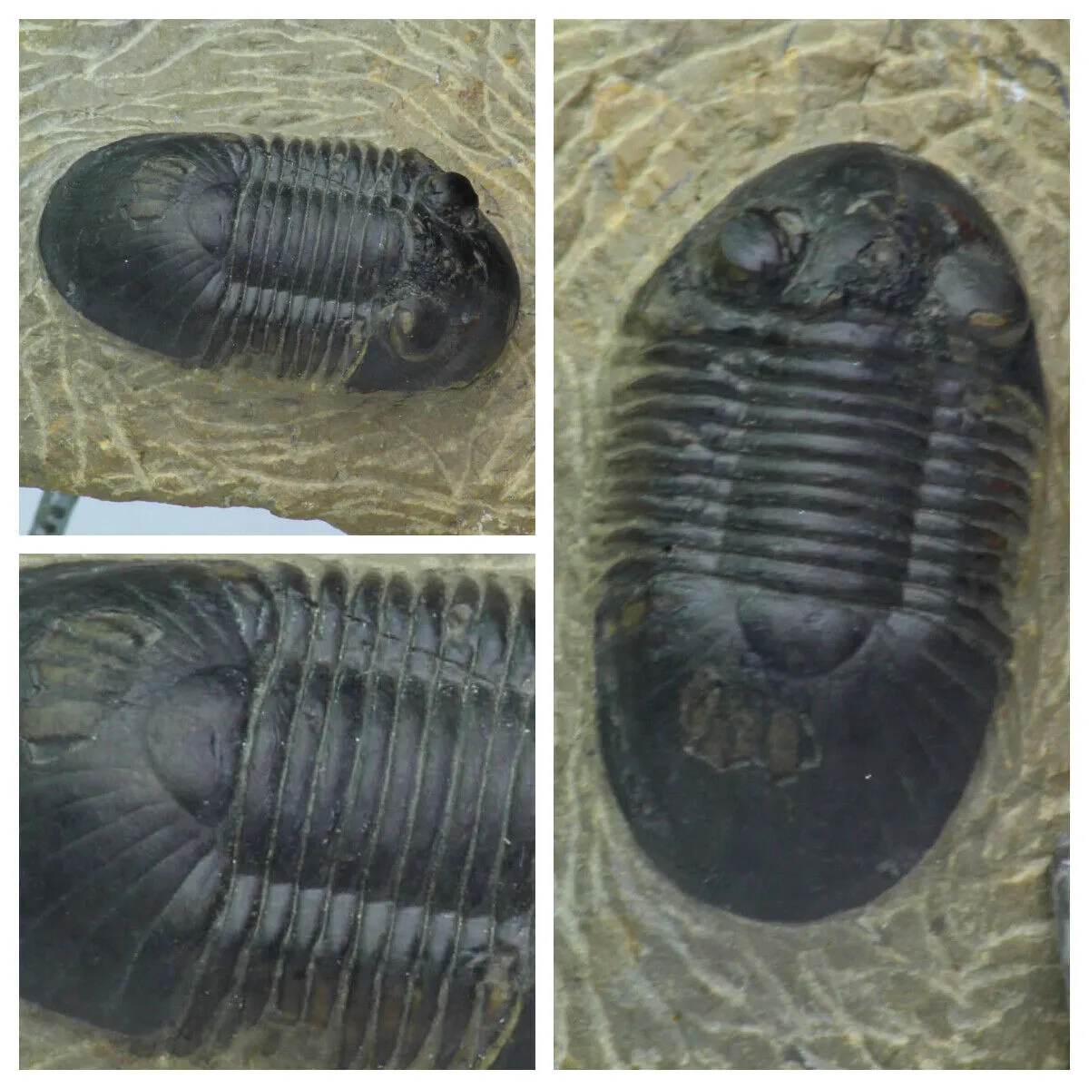 Order Adam Winter. Trilobites   Meteorites