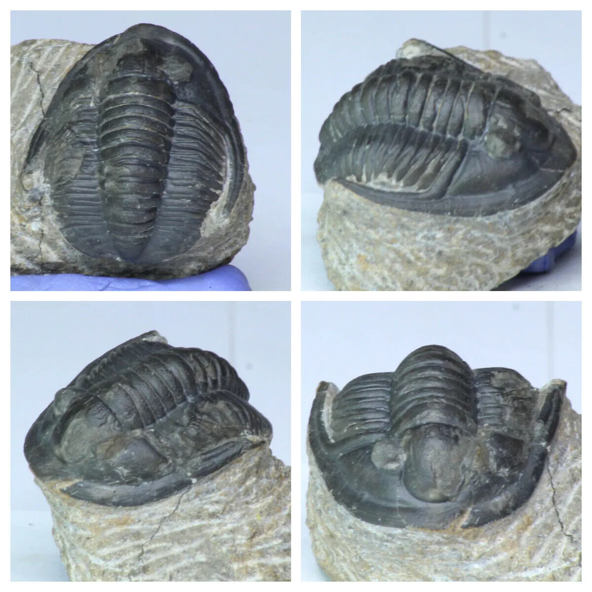 Order Adam Winter. Trilobites   Meteorites