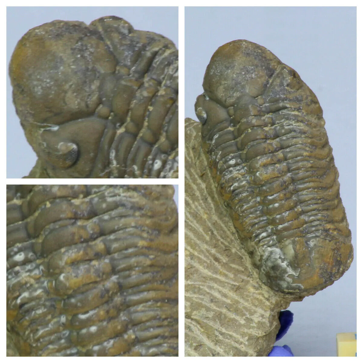Order Adam Winter. Trilobites   Meteorites