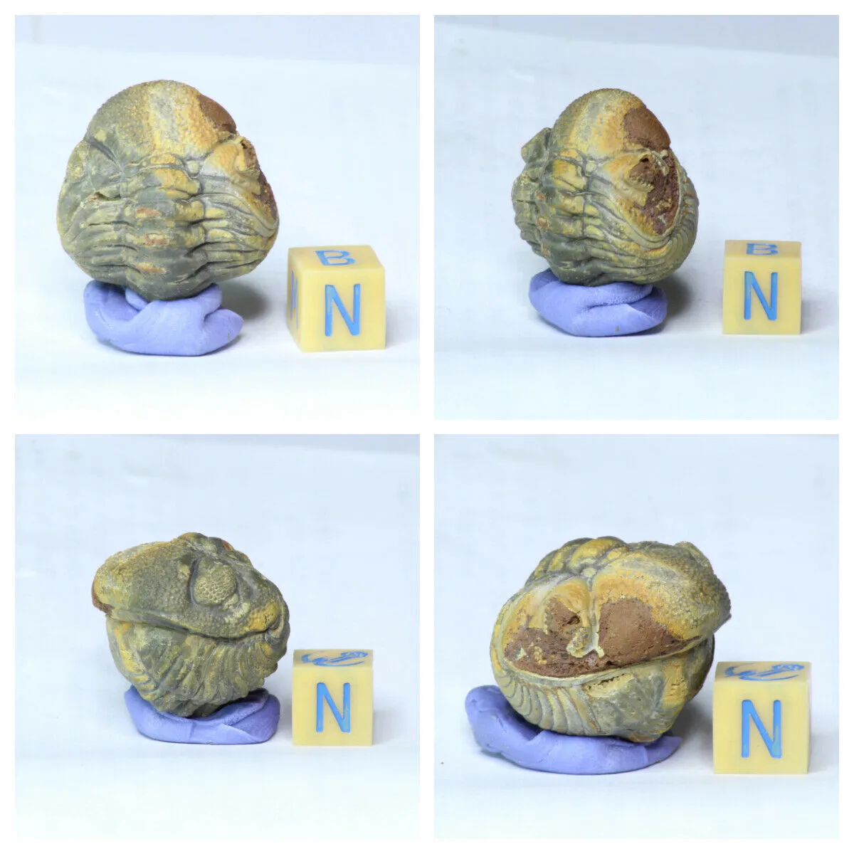 Order Adam Winter. Trilobites   Meteorites