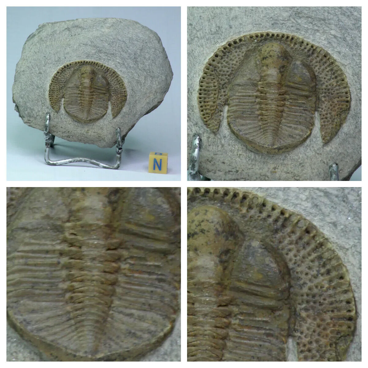 Order Adam Winter. Trilobites   Meteorites