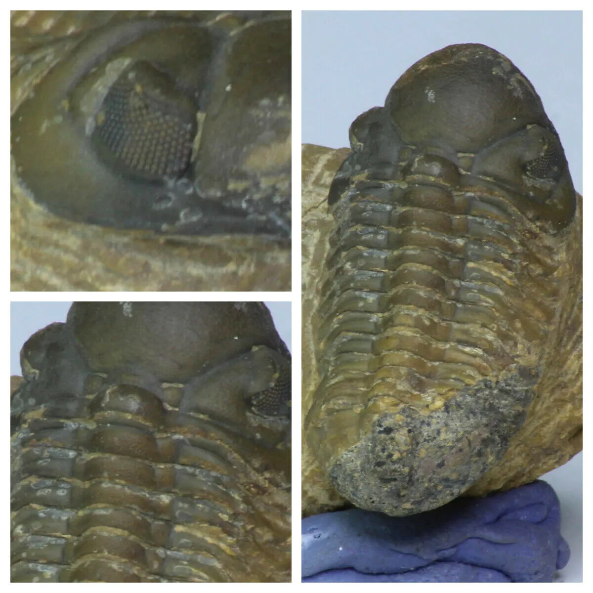 Order Adam Winter. Trilobites   Meteorites