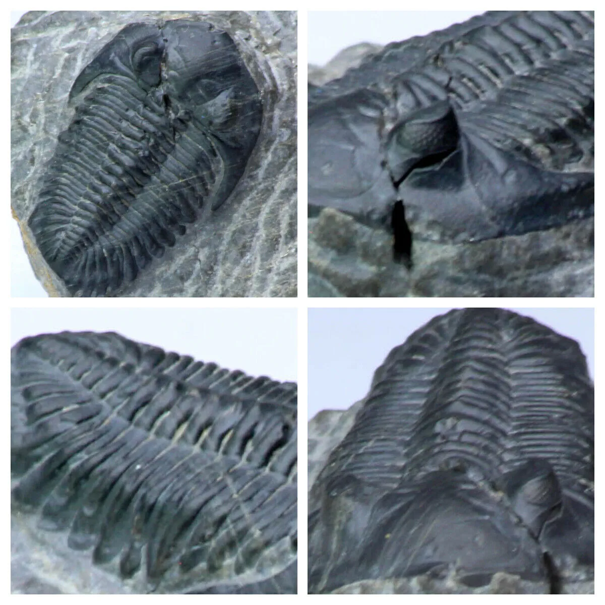 Order Adam Winter. Trilobites   Meteorites