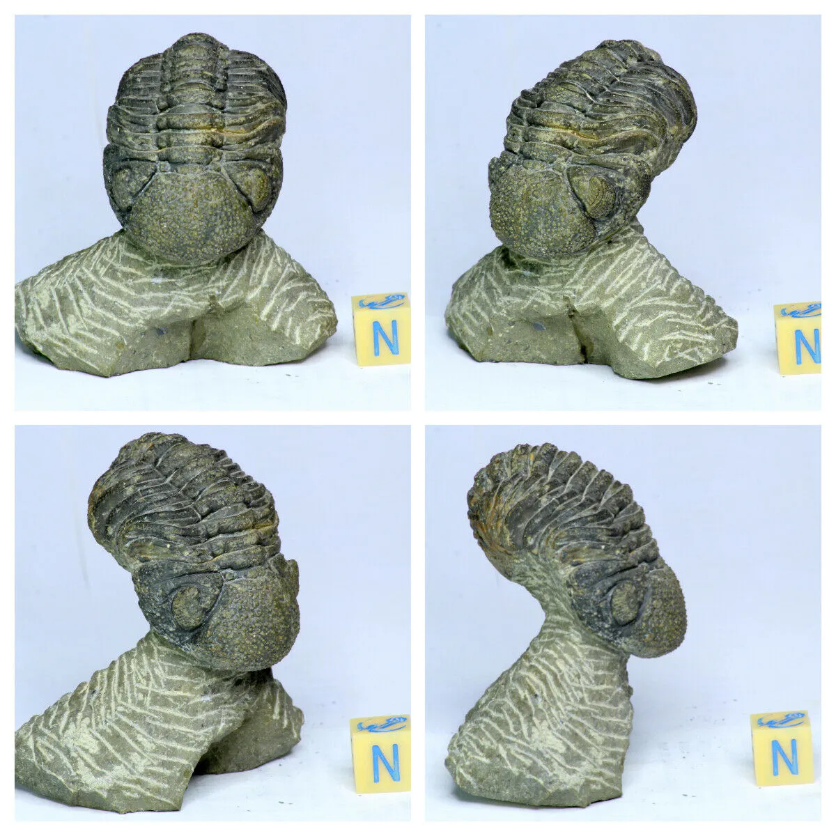 Order Adam Winter. Trilobites   Meteorites