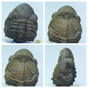 Order Adam Winter. Trilobites   Meteorites