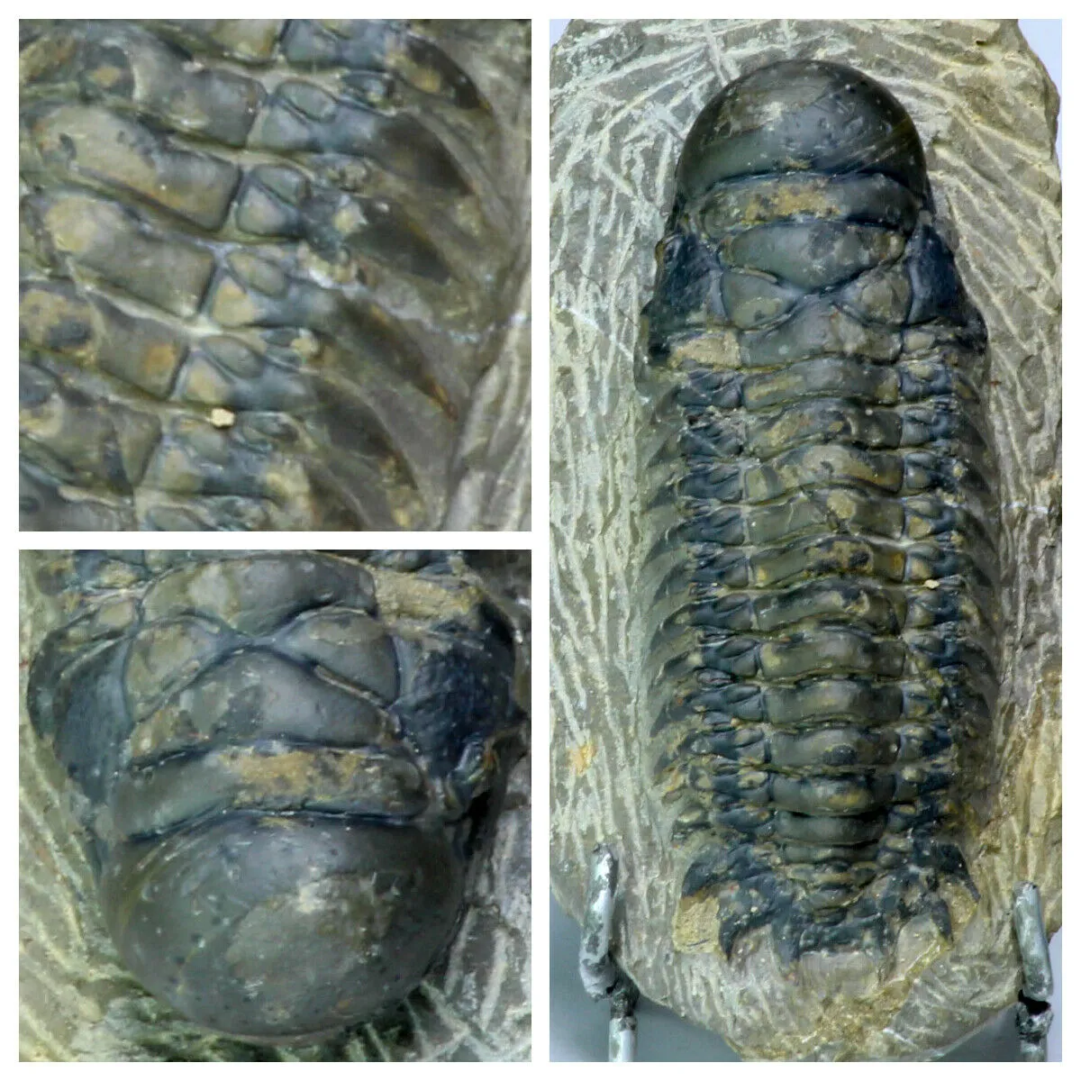 Order Adam Winter. Trilobites   Meteorites