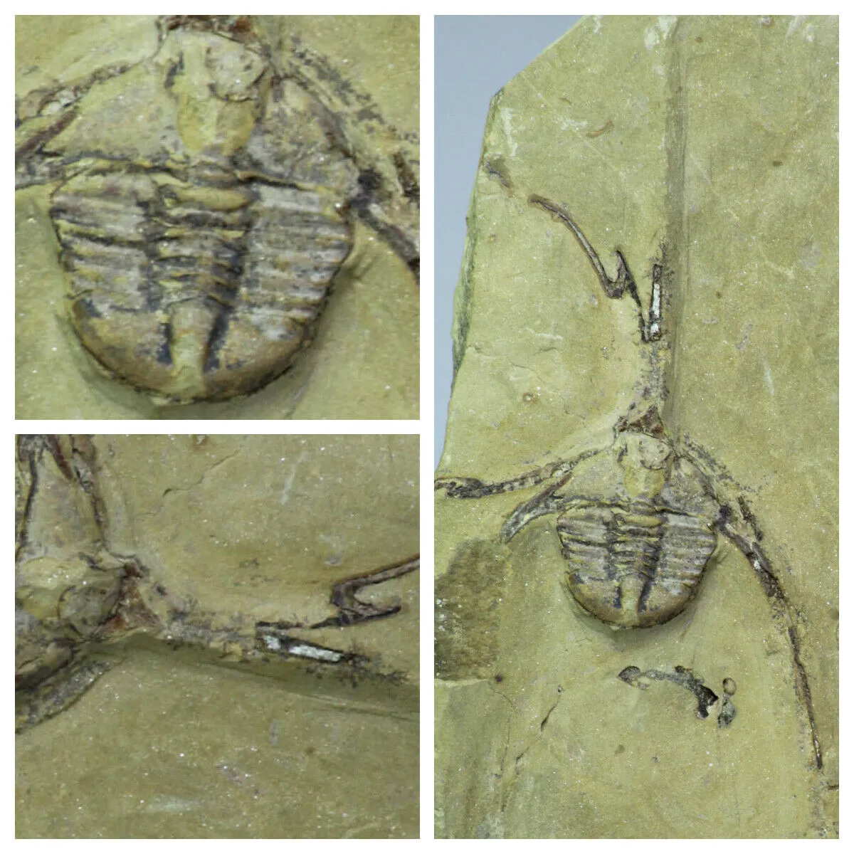 Order Adam Winter. Trilobites   Meteorites
