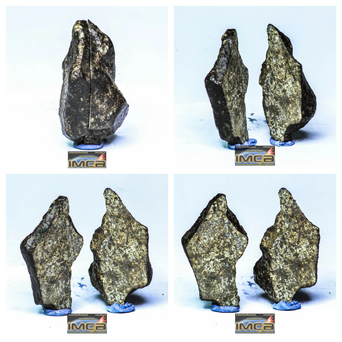 Order Adam Winter. Trilobites   Meteorites