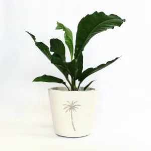 Urban Oasis Isla Pot Oyster 240mm