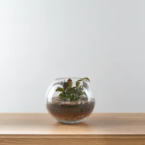 Urban Oasis Terrarium Small
