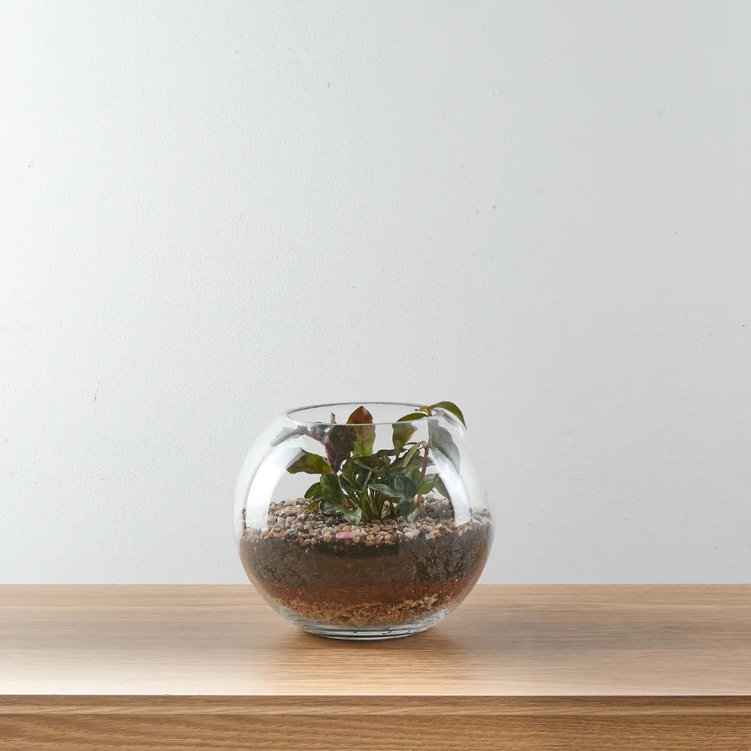 Urban Oasis Terrarium Small
